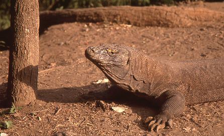 Komodowarane Komodowarane