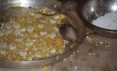 Ratten Ratten
