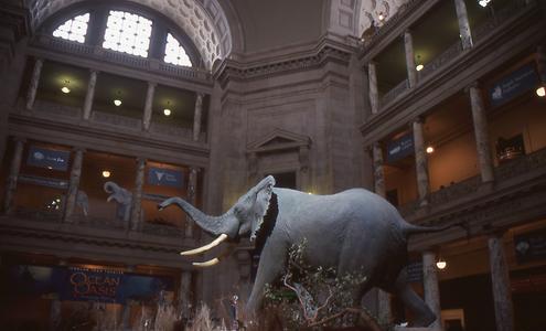 Elefant Elefant