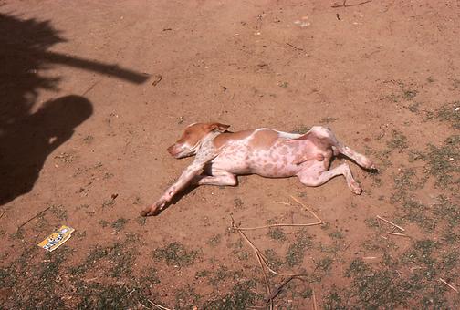 schlafende Hunde