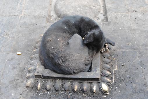 schlafende Hunde