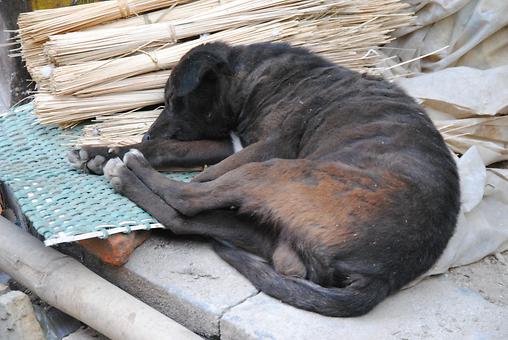 schlafende Hunde