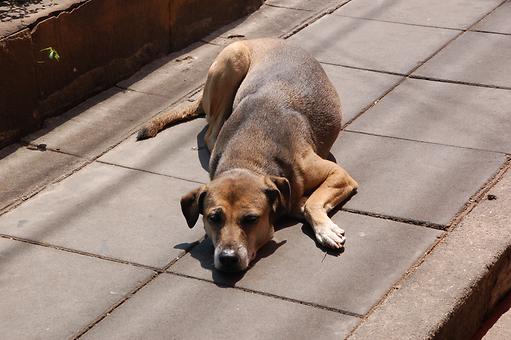 schlafende Hunde