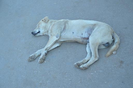 schlafende Hunde
