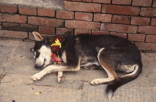 schlafende Hunde