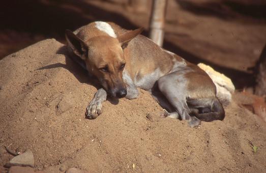 schlafende Hunde
