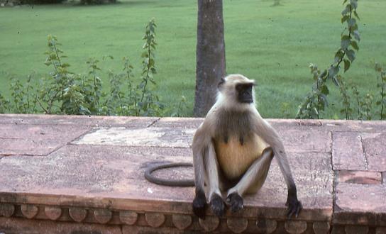 Hanuman-Langure